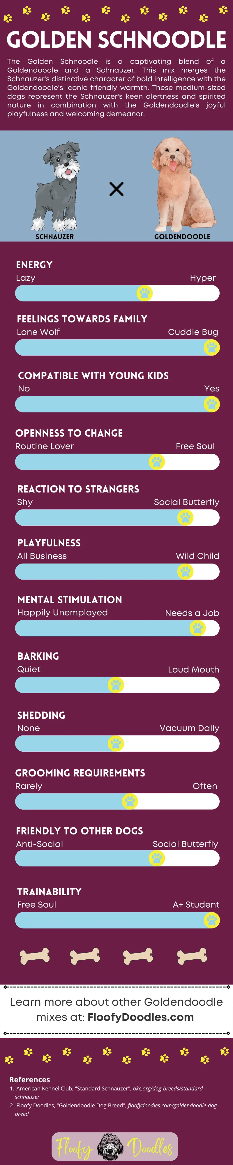 Magenta and blue infographic showing the different traits and characteristics of the Goldendoodle-Schnauzer mix.