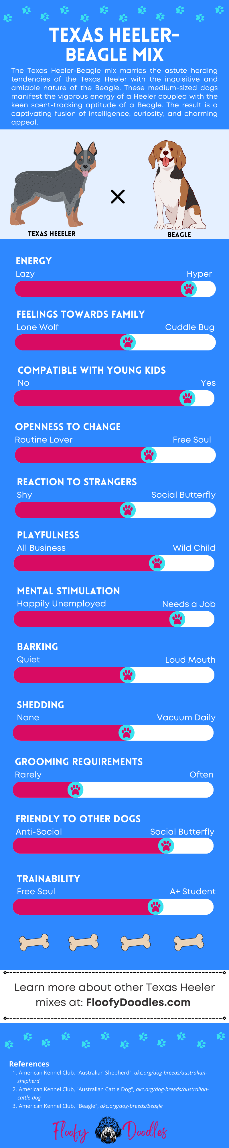 Electric blue and dark red infographic showing the different traits and characteristics of the Texas Heeler-Beagle mix.