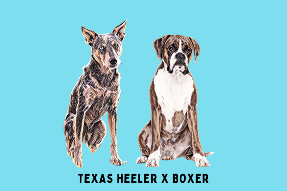 Digital portrait of a Boxer and a Texas Heeler sitting side by side with a bright blue background.