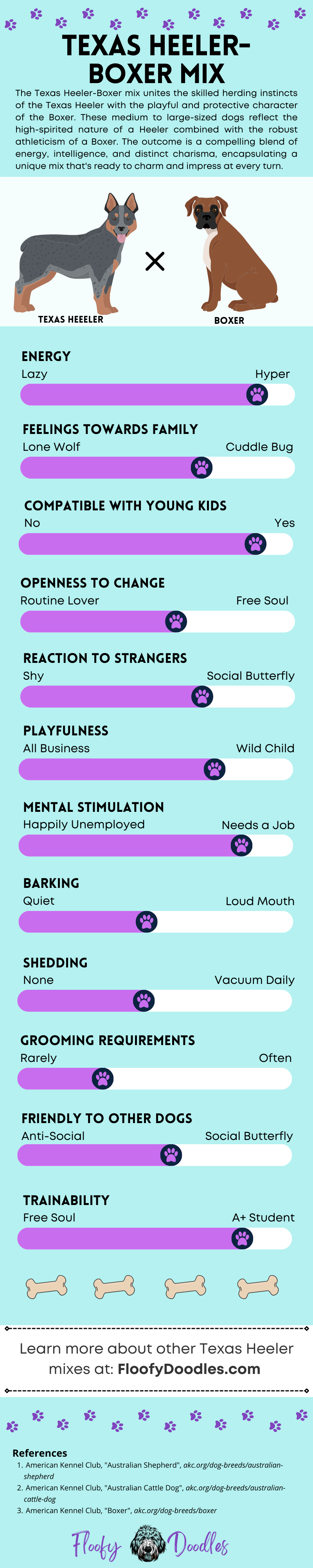 Turquoise and purple infographic showing the different traits and characteristics of the Texas Heeler-Boxer mix.