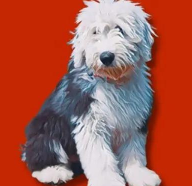 A black and white dog sitting on a red background.