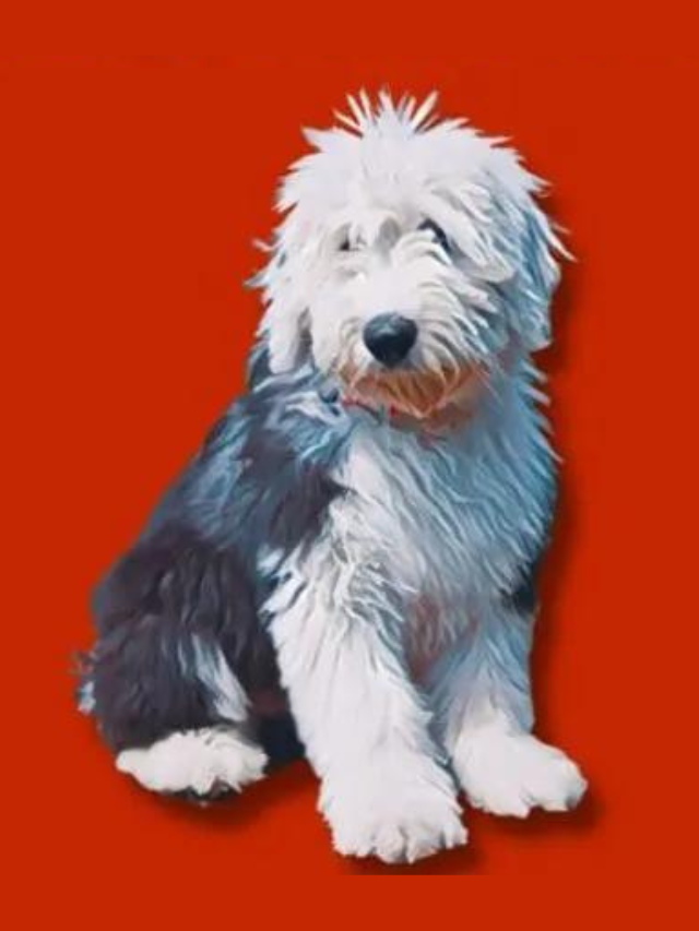 Golden Sheepadoodle: The King of Doodles Story