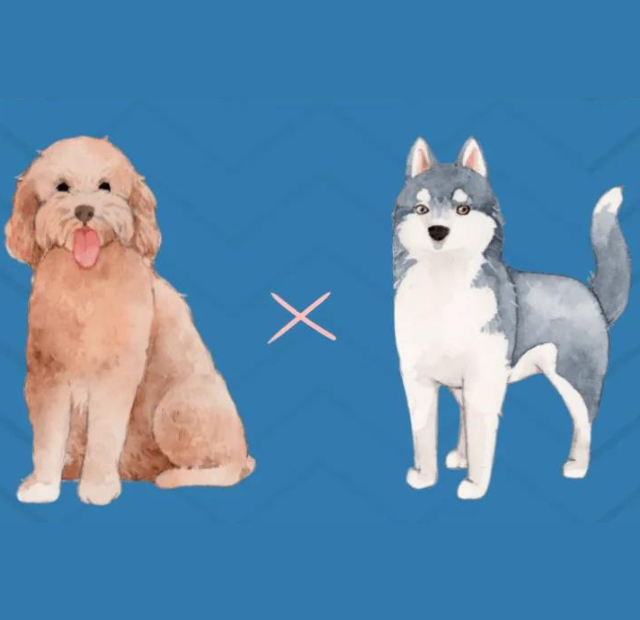 Two dogs standing next to each other on a blue background.