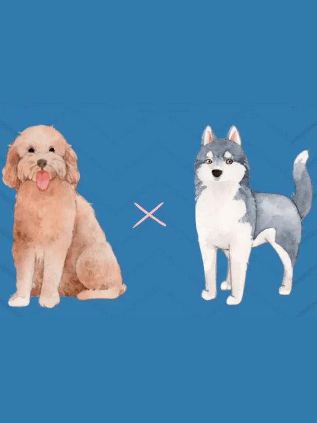 Goldendoodle Siberian Husky Mix: Breed Guide Story