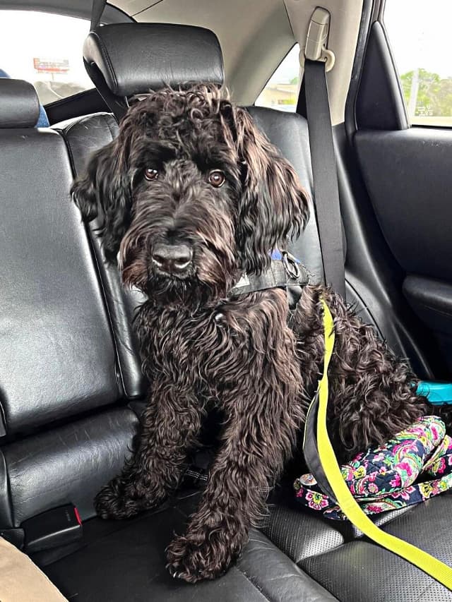 A black Goldendoodle-Schnauzer mix puppy sitting in the back seat of a car.