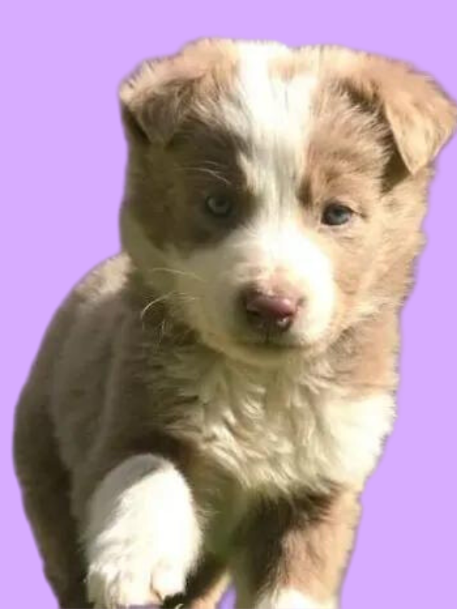 Lilac Border Collie: One of the Rarest Colors Explained Story