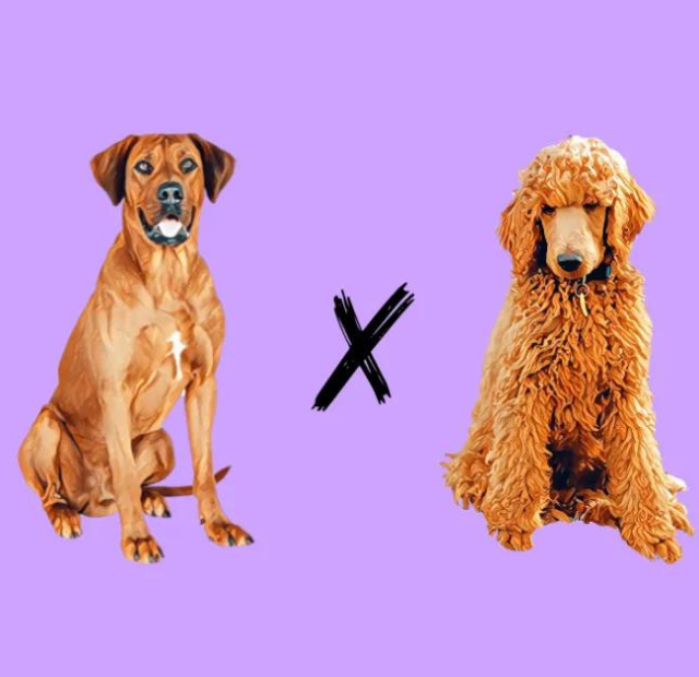 Two dogs sitting next to each other on a purple background.
