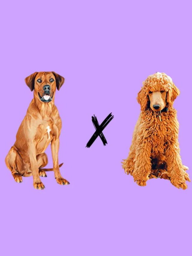 Rhodoodle: The Rhodesian Ridgeback Poodle Mix Story