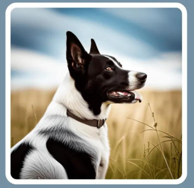 A black and white dog is sitting in a field.