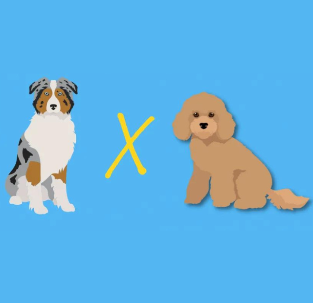 Two dogs standing next to each other on a blue background.
