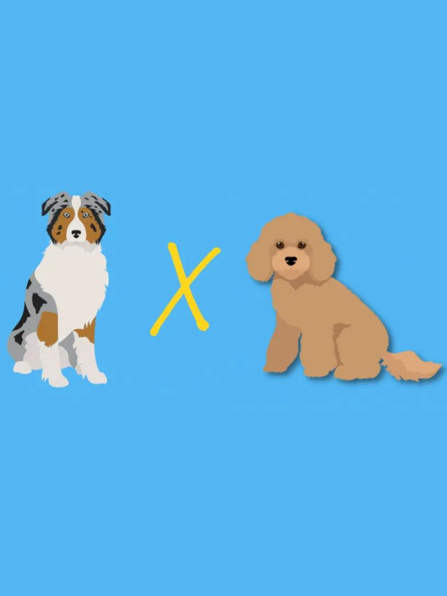 Toy Aussiedoodle: Small Dog With a BIG Personality Story