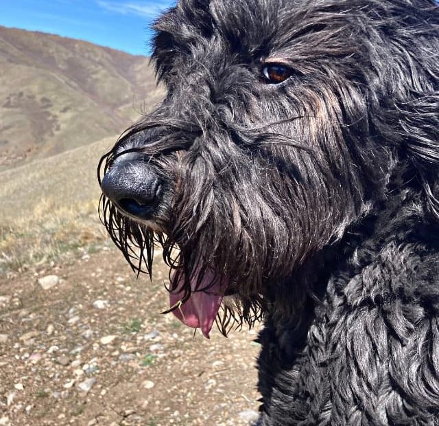 A black dog with his tongue out on a hillside.