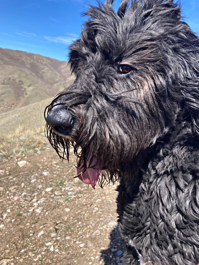 5 Large Hypoallergenic Dog Breeds