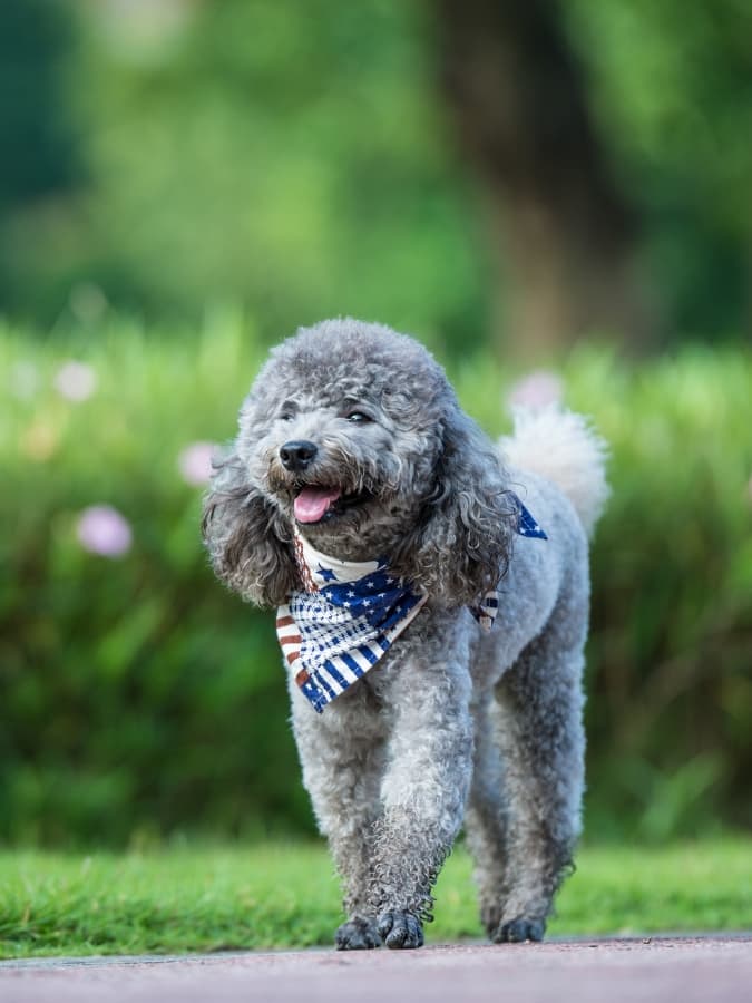 A poodle wearing a bandana walking in a park.