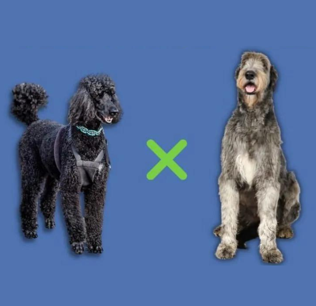 Two dogs standing next to each other on a blue background.
