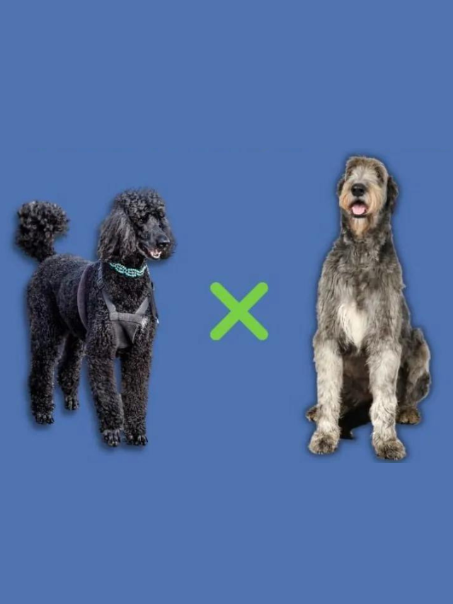 Irish Wolfhound Poodle Mix: Meet the Wolfadoodle Story