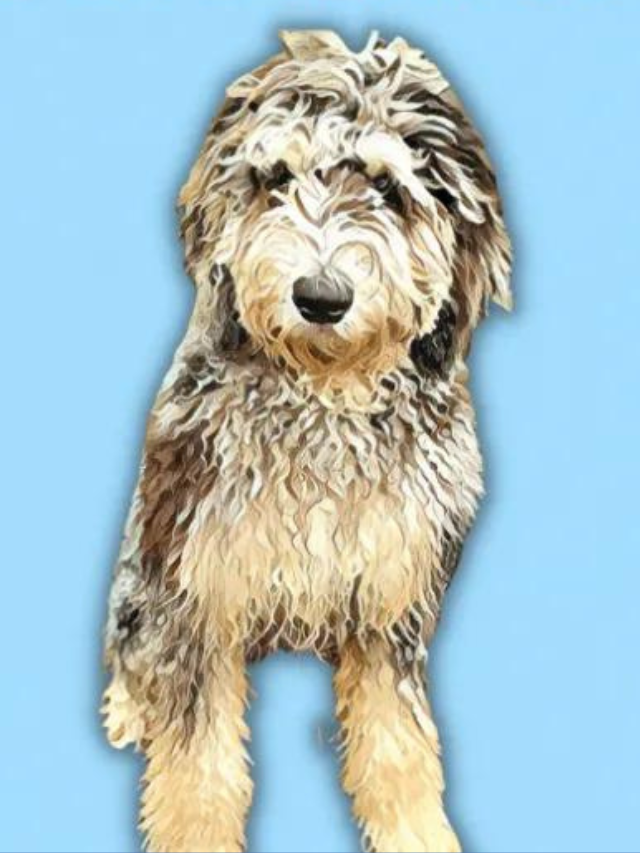 Merle Goldendoodle: The Unique Pattern Explained Story
