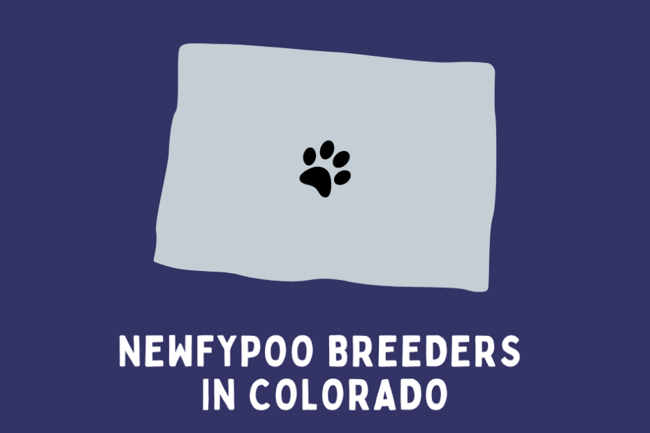 State of Colorado with text below saying "Newfypoo breeders in colorado" with purple and light grey colors.