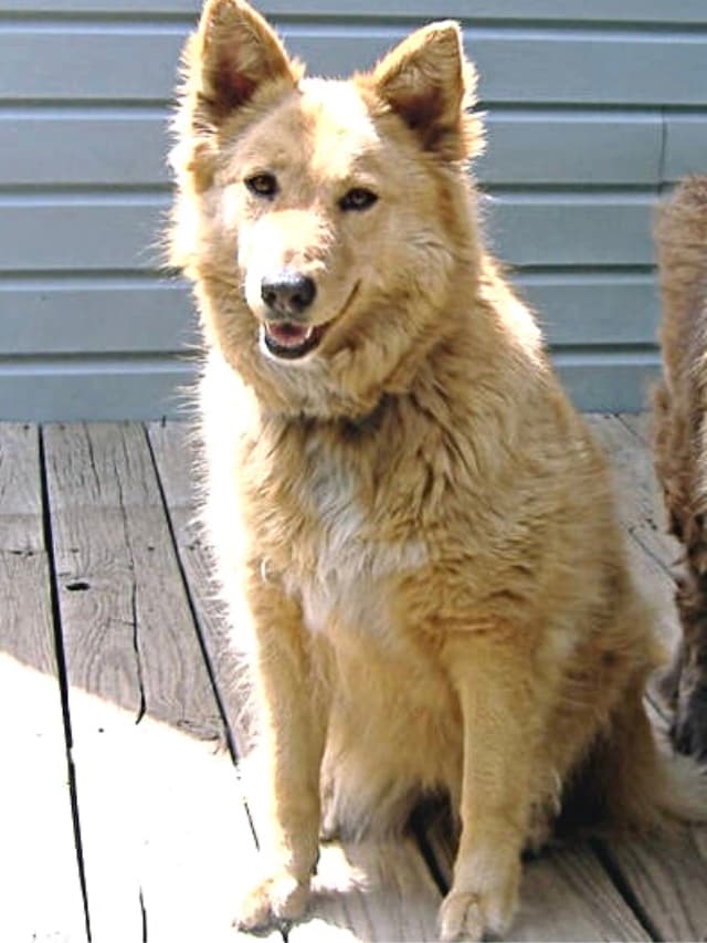 A Golden Retriever-Coyote mix sitting on a wooden patio.