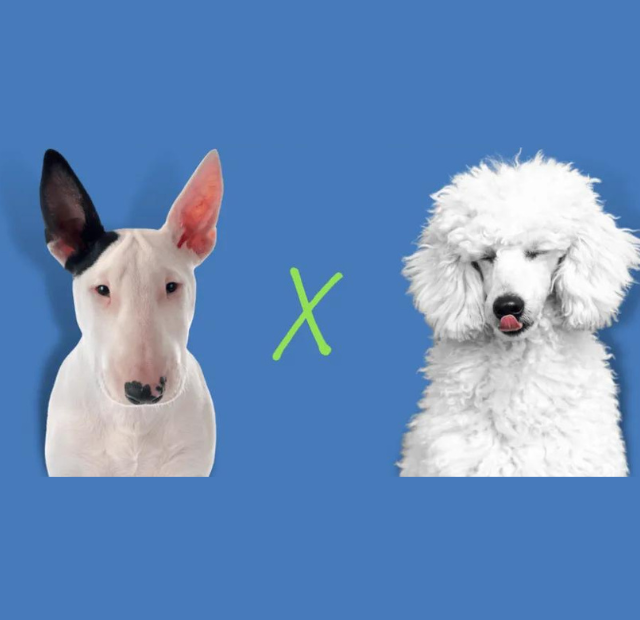 A white poodle and a bull terrier on a blue background.
