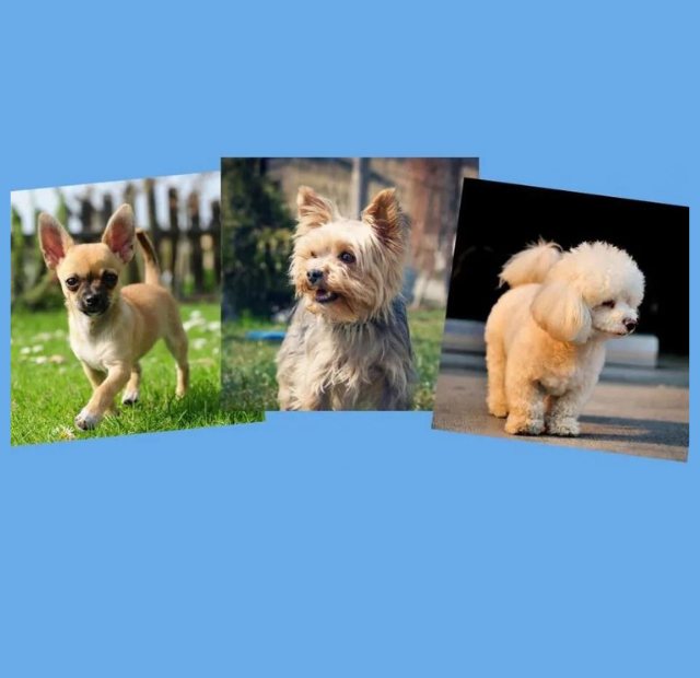 Three pictures of small dogs on a blue background.