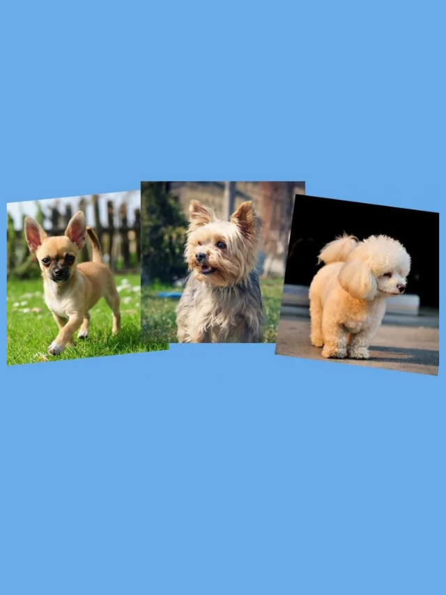 Chorkie Poo: The Chihuahua Yorkie Poodle Mix Story