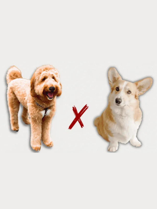 Corgi Goldendoodle Mix: A Short and Fluffy Breed Guide Story