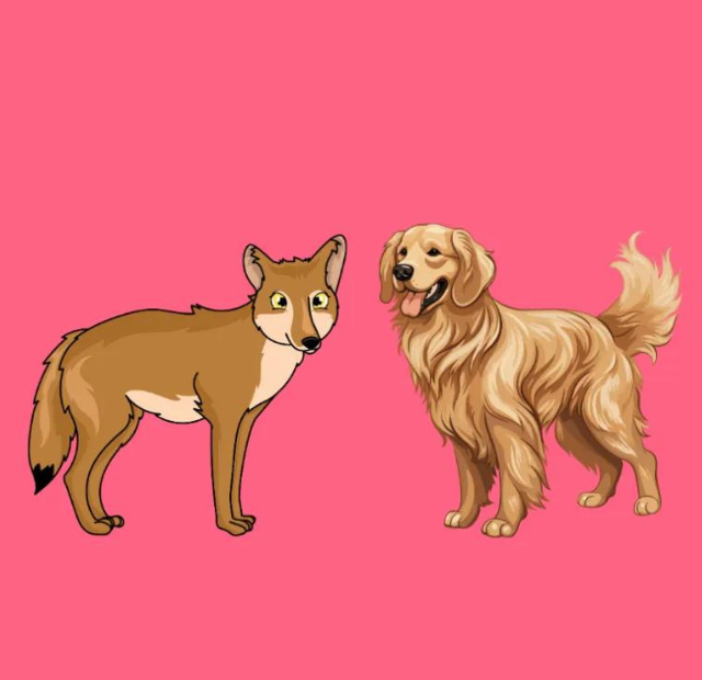 A dog and a fox on a pink background.