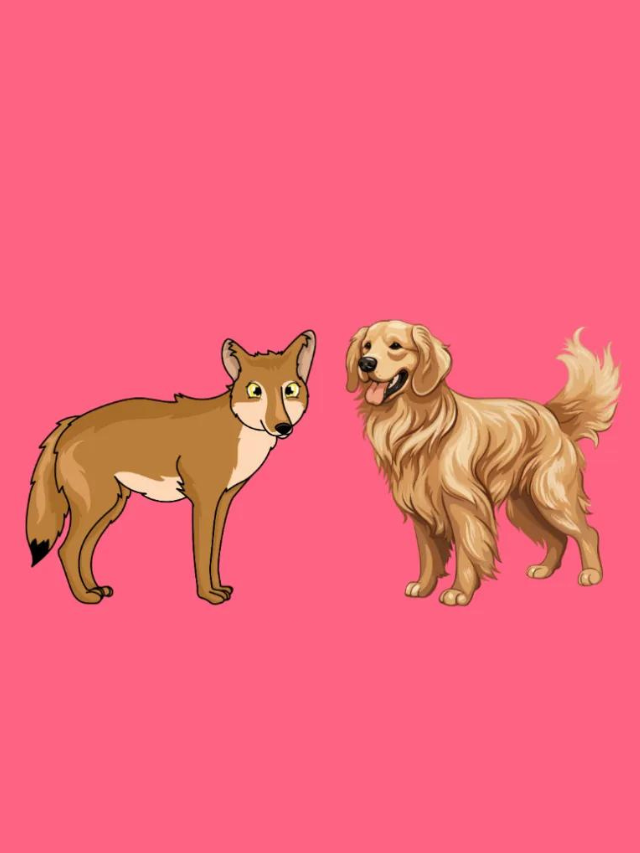 Coyote Golden Retriever Mix: Complete Breed Guide Story