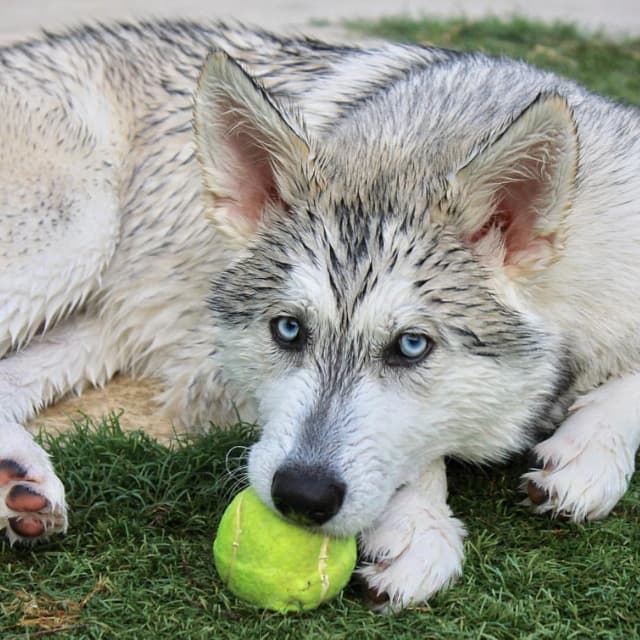 A husky-coyote mix dog playing with a tennis ball.