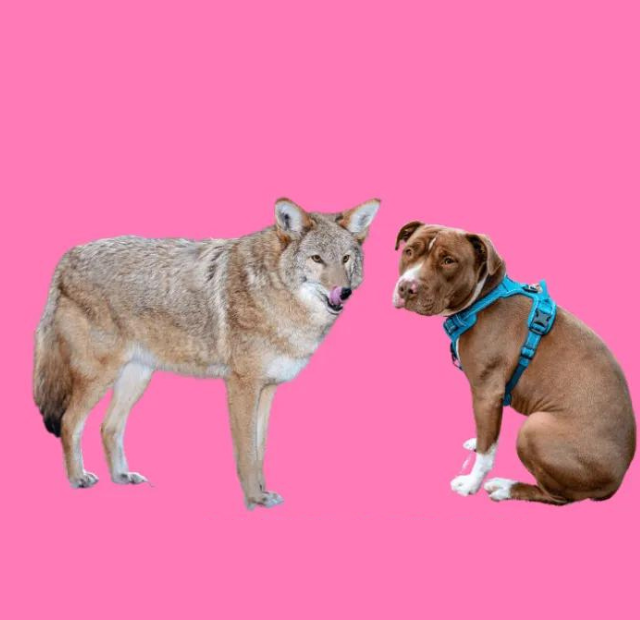 A dog and a coyote on a pink background.