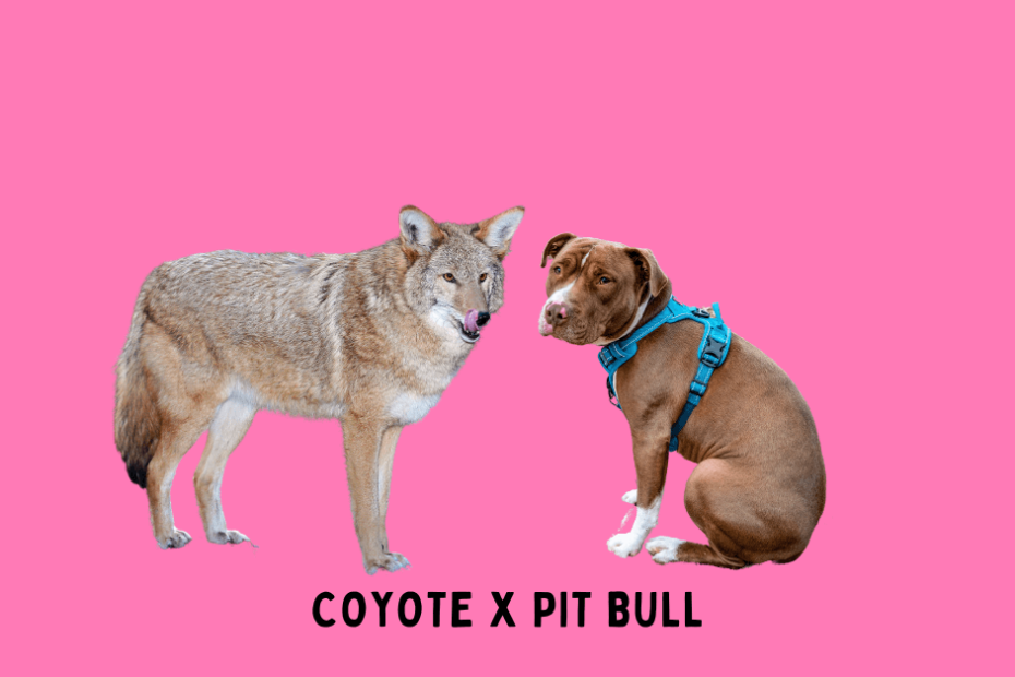 A coyote and a pit bull on a pink background.