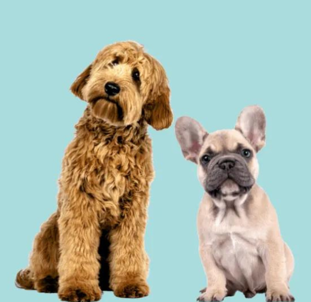 Two dogs standing next to each other on a blue background.