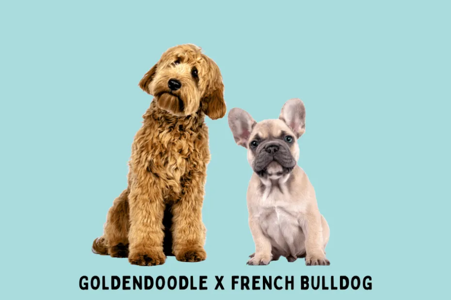 Goldendoodle sitting next to a French Bulldog with a sea-foam green background.