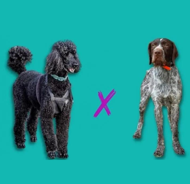 Two black poodles standing next to each other.