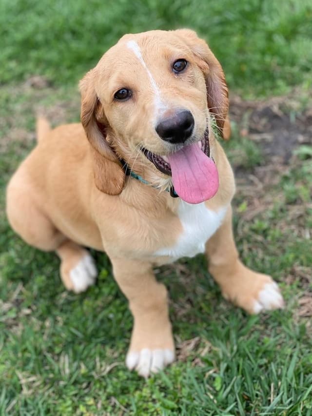 A small Goldendoodle-Basset Hound mixed dog sitting on the grass.