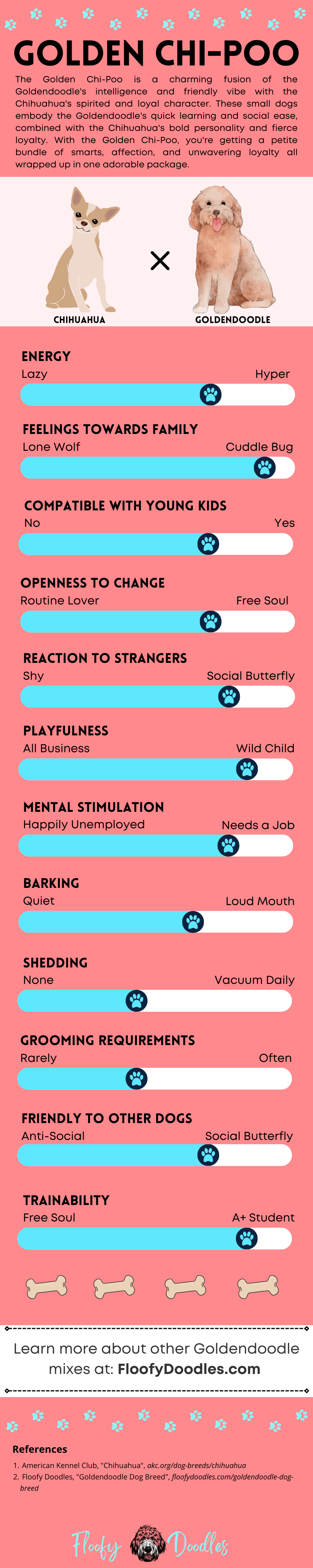 An infographic showing the different traits of a Goldendoodle mixed with a Chihuahua.