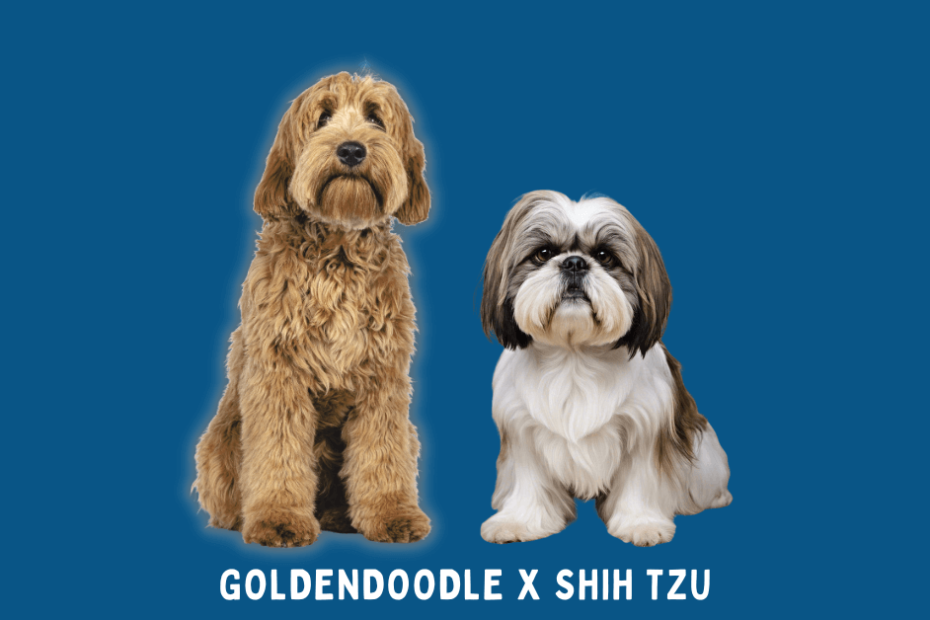 Goldendoodle sitting next to a Shih Tzu with a blue background.