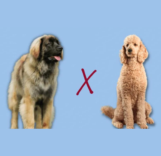 Poodle vs poodle vs poodle vs poodle vs poodle vs.