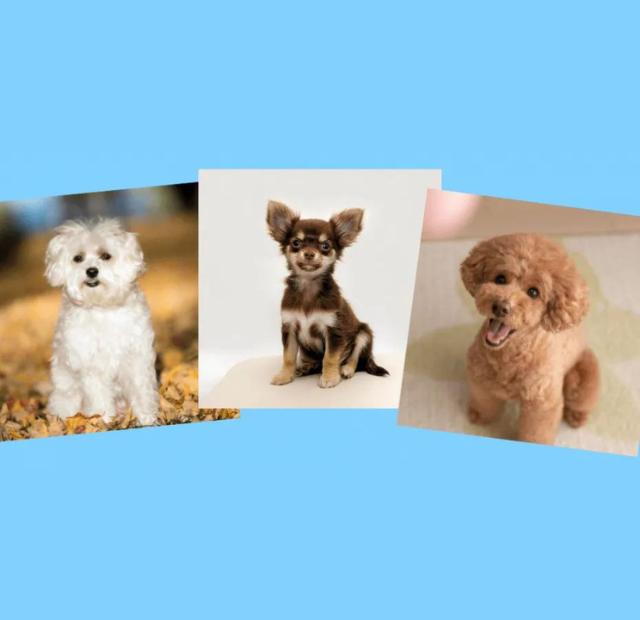 Three pictures of dogs on a blue background.