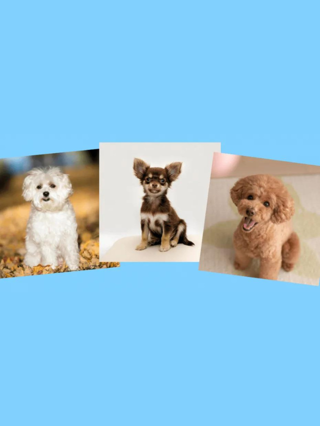 Malchipoo: Maltese Chihuahua Poodle Mix Story