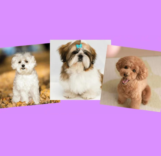 Three pictures of small dogs on a purple background.