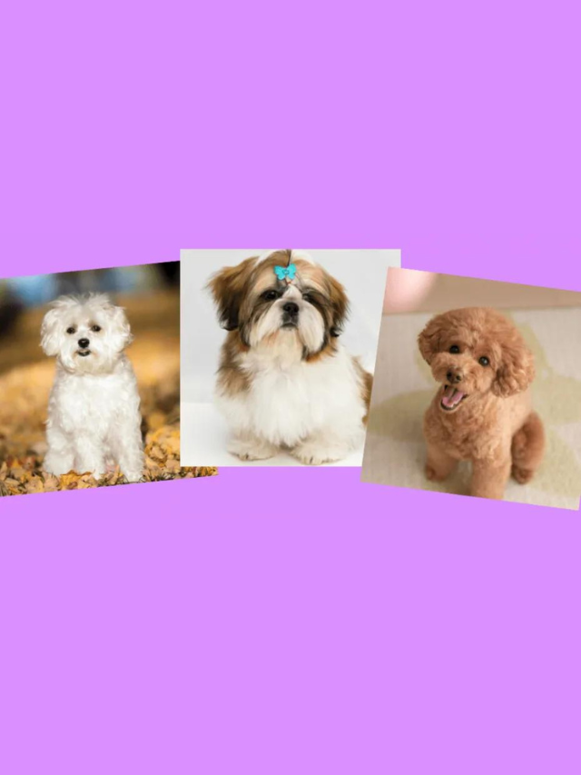 Malshipoo: Maltese x Shih Tzu x Poodle Mix Story