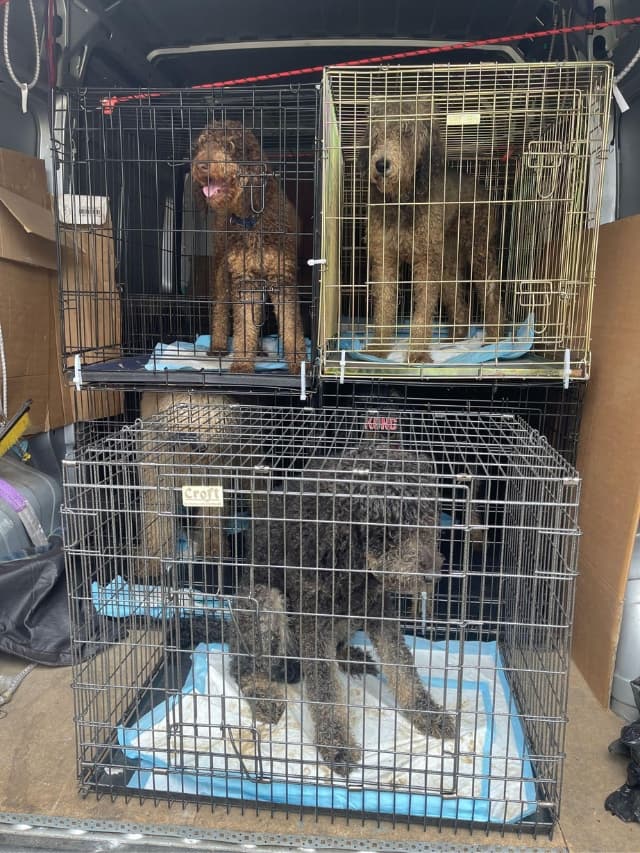 Four dogs in cages in a van.
