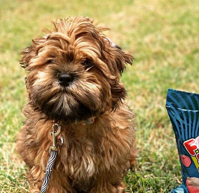 A small brown Shichonpoo sitting next to a bag of dog treats.