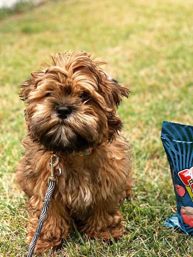 5 Adorable Small Poodle Mixes