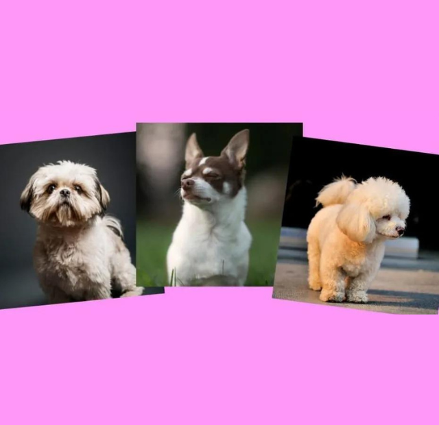 Three pictures of small dogs on a pink background.