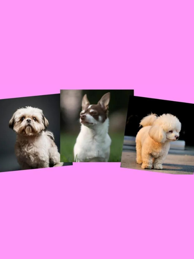 Shih Tzu Chihuahua Poodle Mix: Meet the Shi-Chi-Poo Story