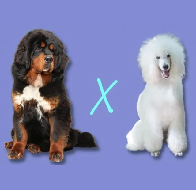 Bernese poodle vs bengal poodle.