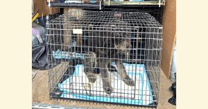 A black dog in a cage in a truck.